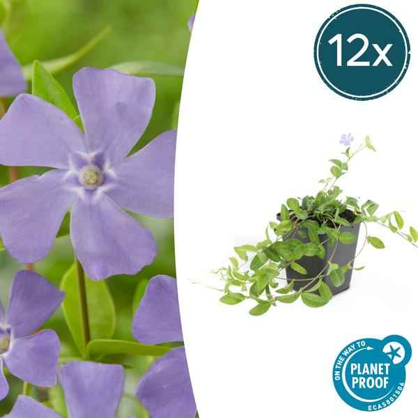 Image of Vinca minor – Kleines Immergrün – Bodendecker – 12Pflanzen – Blühend März bis Juni – Sonne & Schatten – Pflegeleicht & Robust-1