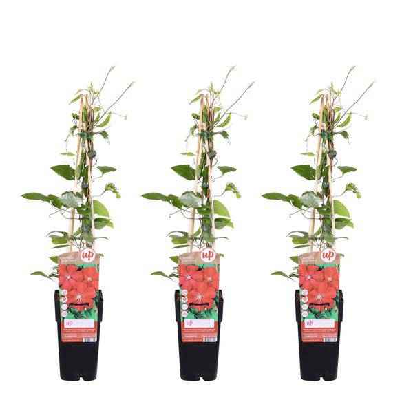 Image of Waldrebe Kletterpflanze Ø15cm ↕65cm – winterharte Pflanze für Garten, Balkon, Terrasse, Kübel & Beet online kaufen