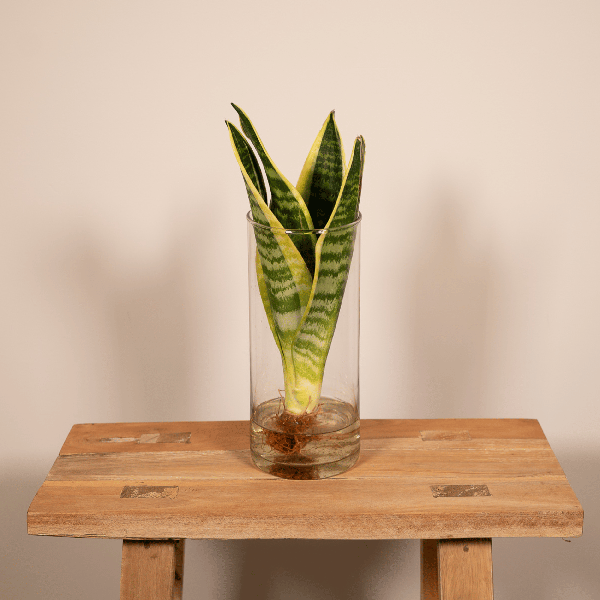 Image of Sansevieria im Glaszylinder – Ø12cm – ↕30cm – Pflegeleichte Zimmerpflanze im dekorativen Glasgefäß – Luftreinigend & robust-1