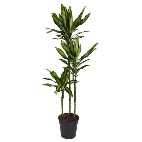 Image of Drachenbaum Zimmerpflanze Ø24cm ↕160cm – pflegeleichte Grünpflanze für Wohnzimmer, Büro & helle Standorte kaufen