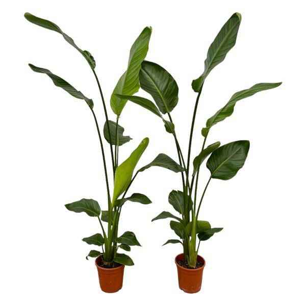 Image of Strelitzia Nicolai – Baum-Strelitzie – 2 Pflanzen – Zimmerpflanzen ca. 130cm – ø17cm – Weißer Paradiesvogel – Tropische XL-Grünpflanzen für Wohnzimmer, Büro & Wintergarten-0