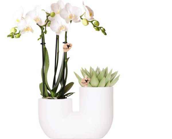 Image of Amabilis Orchidee Weiß & Sukkulente im Tube – Dekotopf Weiß Ø9cm – Pflanzset – Elegantes Duo aus Orchidee mit 2-3 Blütenstielen & Sukkulente-0