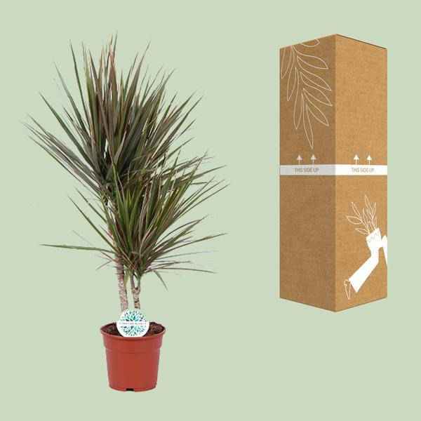 Image of Drachenbaum Dracaena Bicolor – Zimmerpflanze Ø17cm ↕75cm – pflegeleichte luftreinigende Blattschmuckpflanze für Innenräume