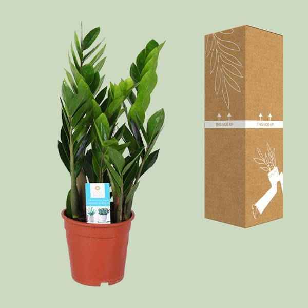Image of Glücksfeder – Zamioculcas Zamiifolia – Ø17cm – ca. 60cm hoch – pflegeleichte Zimmerpflanze für halbschattige Standorte – luftreinigende Grünpflanze-2