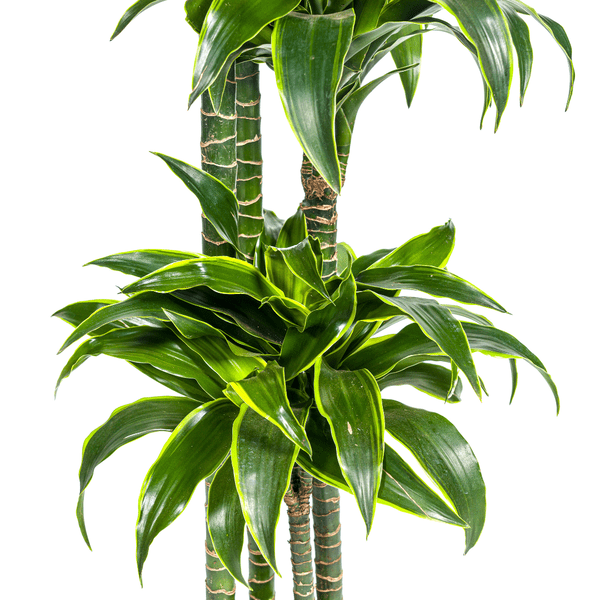Image of Drachenbaum Dracaena Deremensis Dorado Zimmerpflanze Ø27cm ↕180cm – pflegeleichte Grünpflanze für Wohnzimmer, Büro & helle Standorte kaufen-1