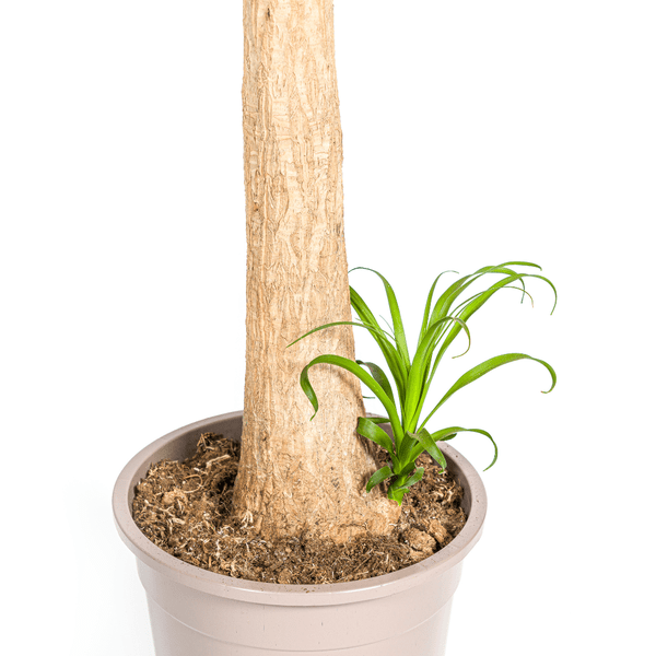 Image of Beaucarnea Recurvata – Elefantenfuß – Zimmerpflanze – Ø27cm – ↕120cm – Pflegeleichte Sukkulente mit markantem Stamm – Luftreinigende Pflanze für Zuhause & Büro