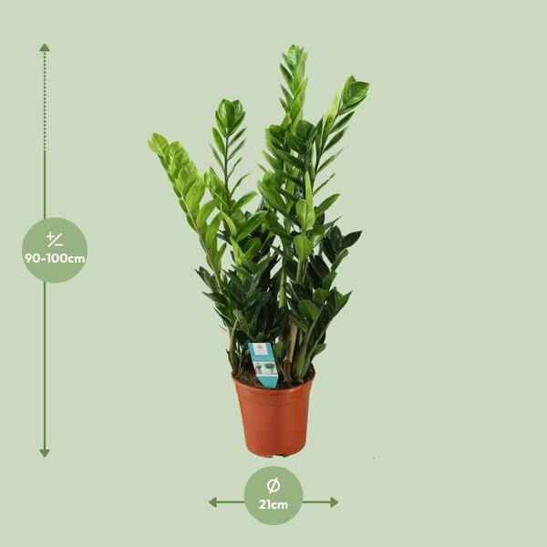 Image of Glücksfeder Zamioculcas – Zimmerpflanze – Ø21cm – ca. 75cm hoch – Luftreinigend & pflegeleicht – Für halbschattige Innenbereiche-2