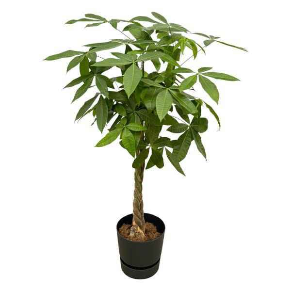 Image of Pachira Aquatica – Glückskastanie – Zimmerpflanze ca. 160cm – Ø30cm – inkl. Pflanzgefäß Greenville Schwarz-0