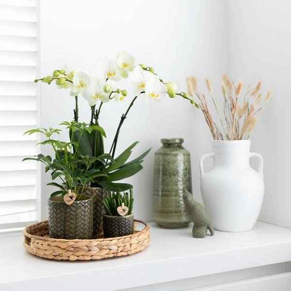 Image of Dekorative Schale Zimmerpflanze Ø30cm – pflegeleichte Grünpflanze für Wohnzimmer, Büro & helle Standorte kaufen-3