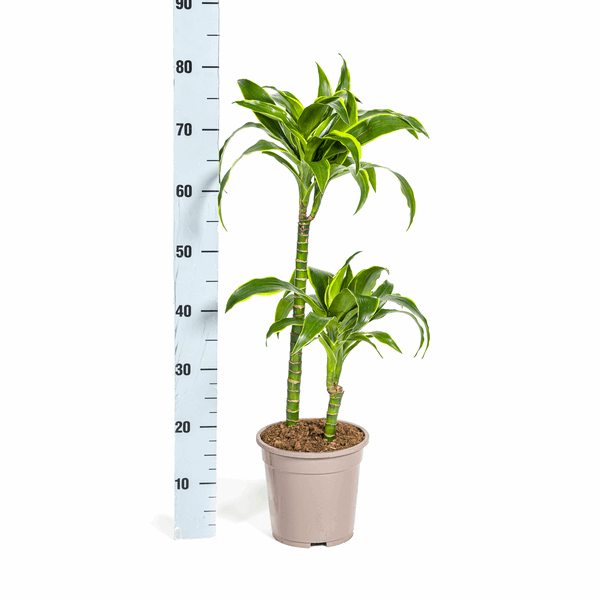 Image of Dracaena deremensis ‘Dorado’ – Drachenbaum – Zimmerpflanze Ø19cm – 70–90cm hoch – Pflegeleichte Grünpflanze mit dunkelgrünen Blättern & gelbem Rand – Luftreinigend-4