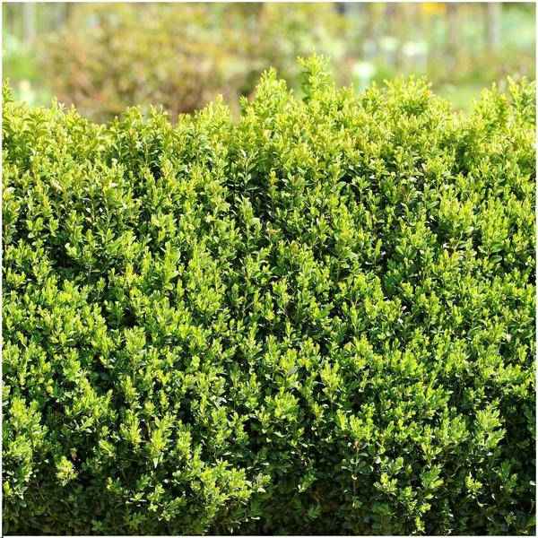 Image of Buchsbaum – Buxus Sempervirens – immergrüne Heckenpflanze – 6 Pflanzen – Gesamt 1m Länge – Ø12cm – 20cm hoch – pflegeleichte Gartenpflanze-1