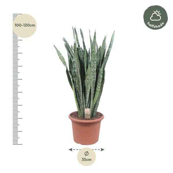Image of Ceylon – Bogenhanf – Sansevieria Zeylenica – Zimmerpflanze 110cm – Ø35cm – Pflegeleichte Grünpflanze für Wohnzimmer, Büro & Schlafzimmer