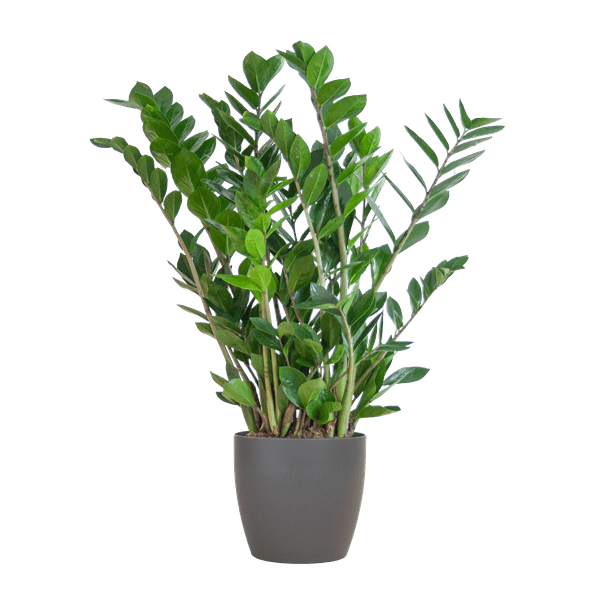 Image of Zamioculcas Zamiifolia Glücksfeder – robuste Zimmerpflanze ↕80cm Ø21cm – pflegeleichte Smaragdpalme im nachhaltigen Viber Topf Grau-0