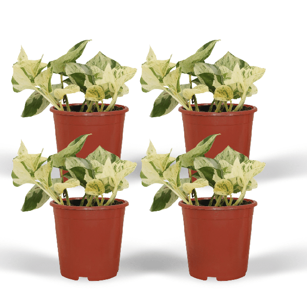 Image of Efeutute – Epipremnum Happy Leaf (Scindapsus) – 4 Pflanzen – Ø12cm – Höhe ca. 15cm – Kletter – & Hängepflanzen-0