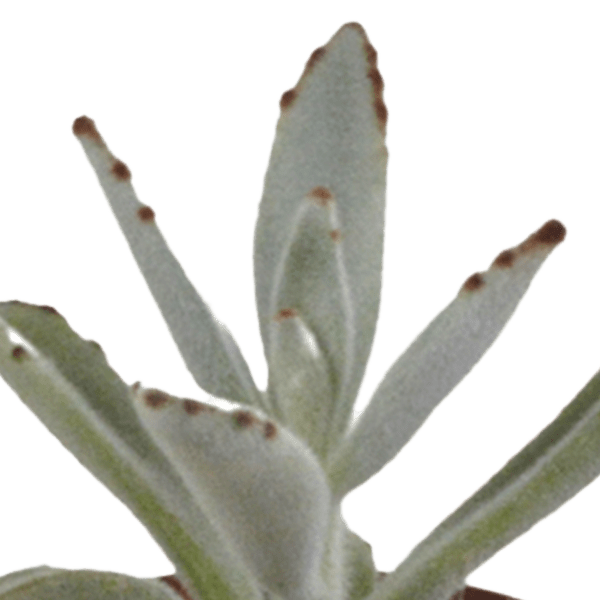 Image of Sukkulenten Mix – 5 Pflanzen – Ø5,5cm – Bunte Zimmerpflanzen Mischung – Pflegeleichte & dekorative Mini Sukkulenten direkt vom Züchter-4