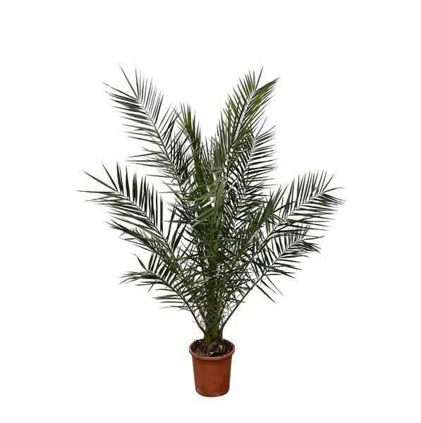 Image of Phönix Canariensis – Kanarische Dattelpalme – Palme ca. 170cm hoch – Ø24cm – Exotische Zimmer – & Gartenpflanze-0