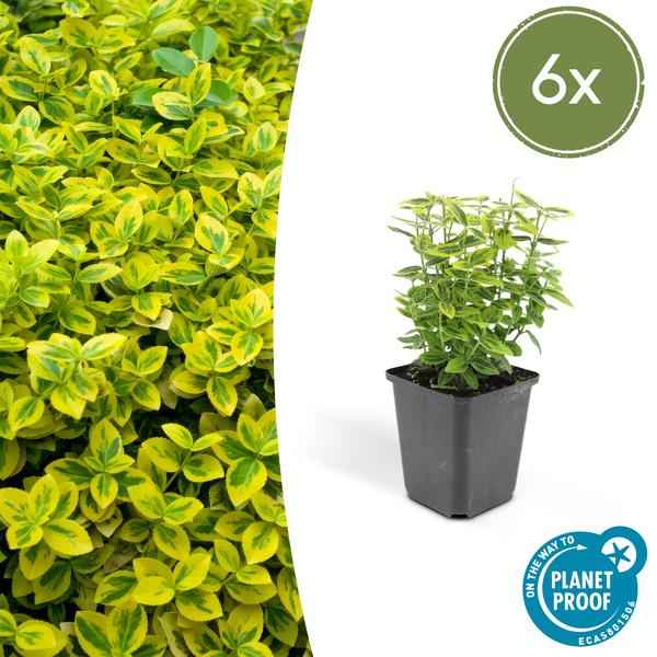 Image of Spindelstrauch Euonymus fortunei 'Emerald 'n Gold' – 6 Pflanzen – ↕10-25cm – Ø9cm – Immergrün, gelb – grünes Laub – Hecke, Beet & Solitär