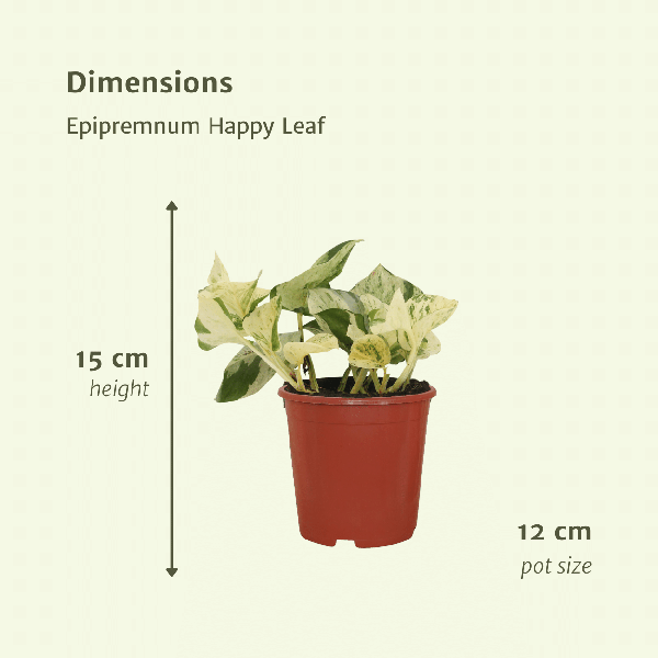 Image of Efeutute – Epipremnum Happy Leaf (Scindapsus) – 4 Pflanzen – Ø12cm – Höhe ca. 15cm – Kletter – & Hängepflanzen-3