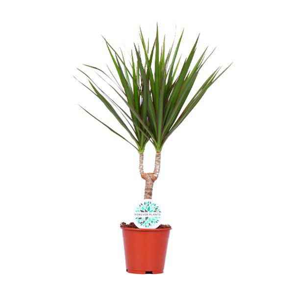 Image of Drachenbaum Dracaena Marginata Zimmerpflanze Ø14cm ↕55cm – pflegeleichte Grünpflanze für Wohnzimmer, Büro & helle Standorte kaufen-0