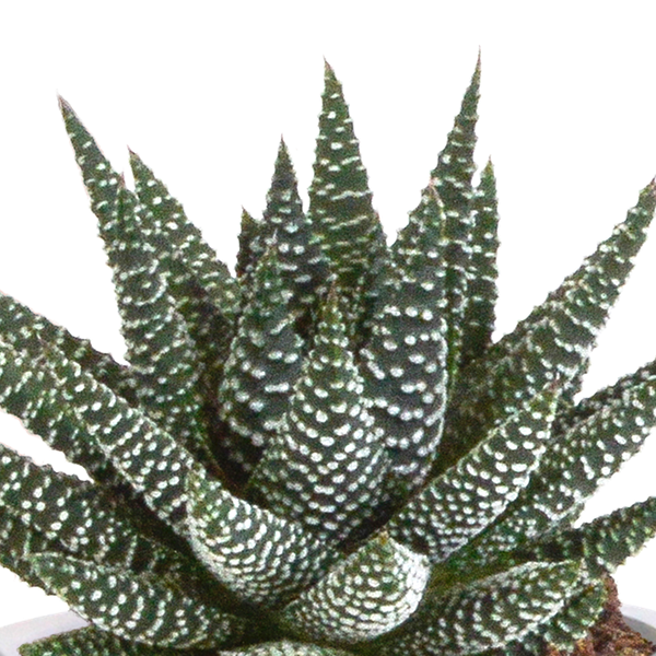 Image of Sukkulenten Mix Gasteria & Haworthia – 3 Pflanzen – Ø8,5cm Zimmerpflanzen im Terrakotta – Topf – Verschiedene Mini – Sukkulenten-4
