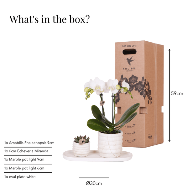Image of Phalaenopsis Orchidee Lausanne Weiß + Sukkulente – Pflanzenset – Zimmerpflanze inkl. Keramik Topfset im Marmor – Design & Tablett