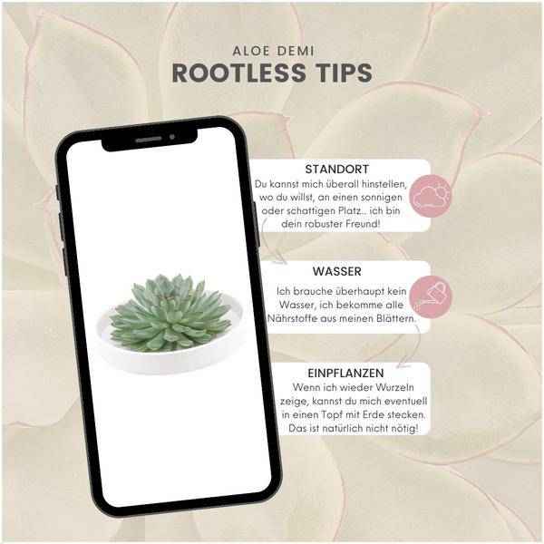 Image of Sukkulente – Echeveria pulidonis Rootless – Ø20cm Schale Weiß – Zimmerpflanze ohne Wurzeln – Pflegeleichte Schnitt-4