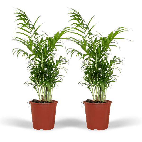Image of Mexikanische Bergpalme Chamaedorea Elegans Zimmerpflanze Ø17cm ↕55cm – tropische Grünpflanze für Wohnzimmer, Büro & helle Standorte kaufen-0