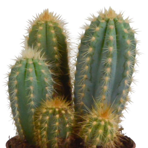 Image of Kakteen Mix 3 Pflanzen Ø10,5cm – pflegeleichtes Pflanzen Set für Urban Jungle, Fensterbank, Wohnzimmer & Büro-4