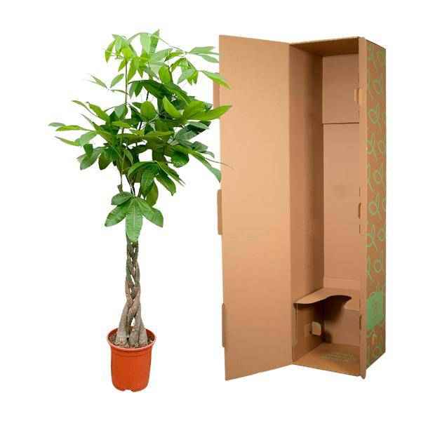 Image of Glückskastanie – Pachira Aquatica – Zimmerpflanze 110cm – Ø21cm – Geldbaum mit geflochtenem Stamm – Exotische Grünpflanze für Wohnzimmer & Büro-3