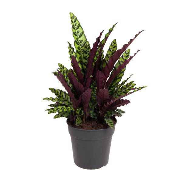 Image of Korbmarante Calathea Lancifolia – Zimmerpflanze – Ø27cm – ↕70cm – Tropische Zimmerpflanze mit exotischem, schlangenähnlichem Blattmuster-0