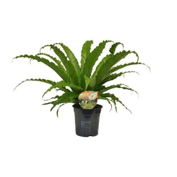 Image of Nestfarn – Asplenium Osaka – Zimmerpflanze – Ø17cm – ↕40cm – pflegeleichte Farnpflanze mit eleganten Wedeln – tropische Grünpflanze für Innenräume