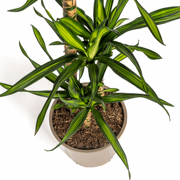 Image of Drachenbaum Dracaena deremensis Rikki 90-110cm 21cm Zimmerpflanze pflegeleicht grüne Blattpflanze für Wohnzimmer Büro Flur moderne große Grünpflanze