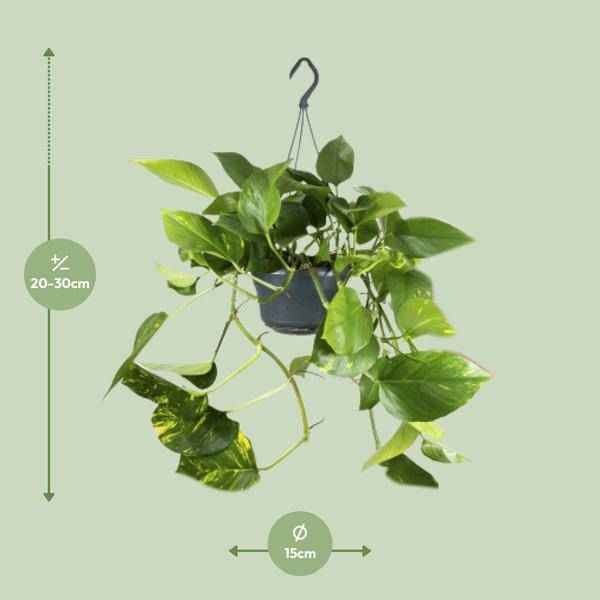 Image of Efeutute – Epipremnum Aureum – Ø15cm x H25cm – Schneller Wuchs – Pflegeleichte Zimmerpflanze – Luftreinigend – Kletter – & Hängepflanze