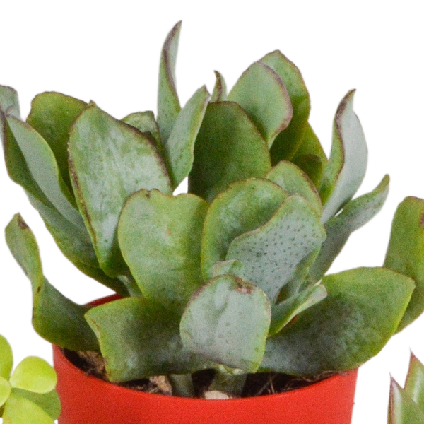 Image of Sukkulenten Mix 5 Pflanzen Ø5,5cm – pflegeleichtes Pflanzen Set für Urban Jungle, Fensterbank, Wohnzimmer & Büro-4