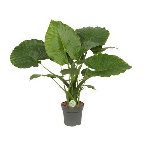 Image of Elefantenohr – Alocasia gageana 'California' – tropische Zimmerpflanze – Ø21cm – ↕80cm – exotische Großpflanze mit dekorativen Blättern