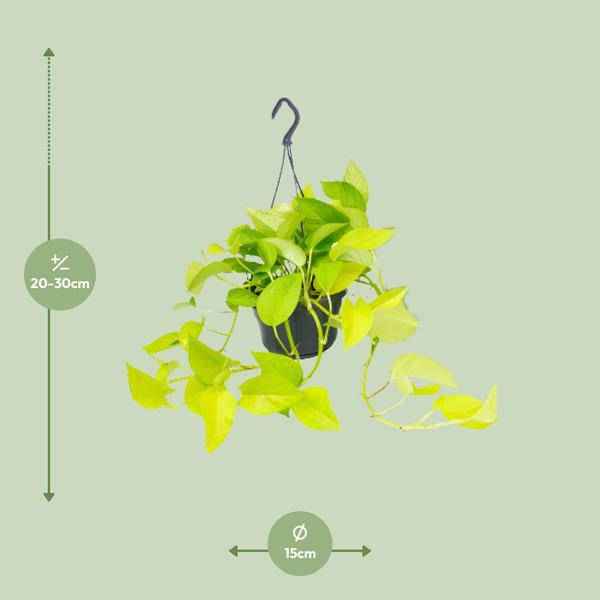 Image of Efeutute Epipremnum Golden Pothos Zimmerpflanze Ø15cm ↕25cm – pflegeleichte Grünpflanze für Wohnzimmer, Büro & helle Standorte kaufen