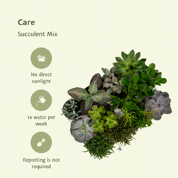 Image of Sukkulenten Mix 18 Pflanzen Ø8,5cm – pflegeleichtes Pflanzen Set für Urban Jungle, Fensterbank, Wohnzimmer & Büro-4