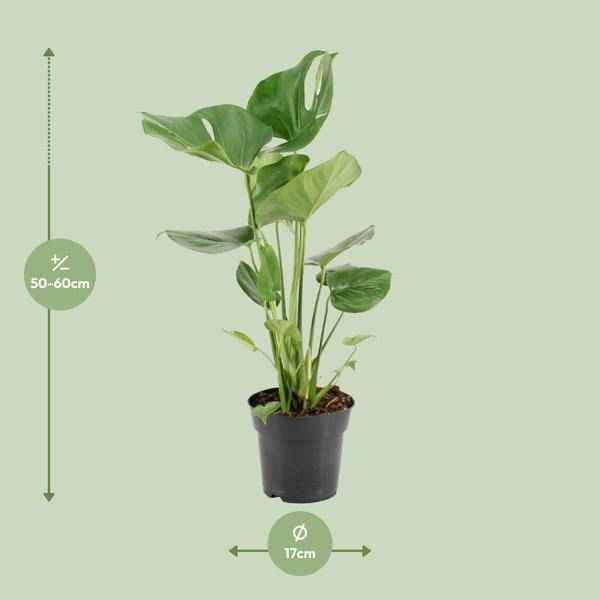 Image of Köstliches Fensterblatt – Monstera Deliciosa – pflegeleichte Zimmerpflanze – Ø17cm – ca. 60cm hoch – dekorative Grünpflanze mit großen Blättern-1