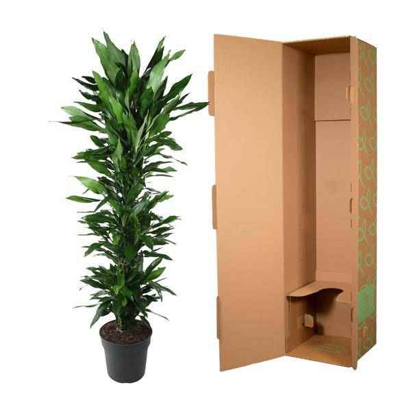 Image of Drachenbaum Zimmerpflanze Ø34cm ↕170cm – pflegeleichte Grünpflanze für Wohnzimmer, Büro & helle Standorte kaufen-2
