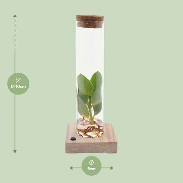 Image of Clusia im Röhrenglas mit LED – Ø5cm – ↕10cm – dekorative Hydroponik – Zimmerpflanze – stilvolle Glasdeko für Zuhause & Büro
