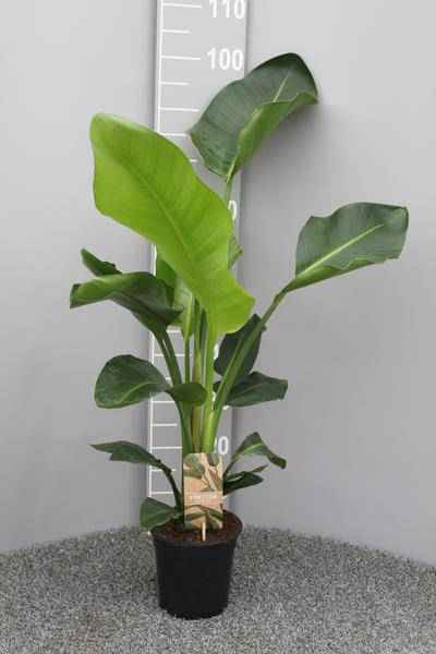 Image of Baum – Strelitzie Strelitzia Nicolai Zimmerpflanze Ø17cm ↕70cm – tropische Grünpflanze für Wohnzimmer, Büro & helle Standorte kaufen-0