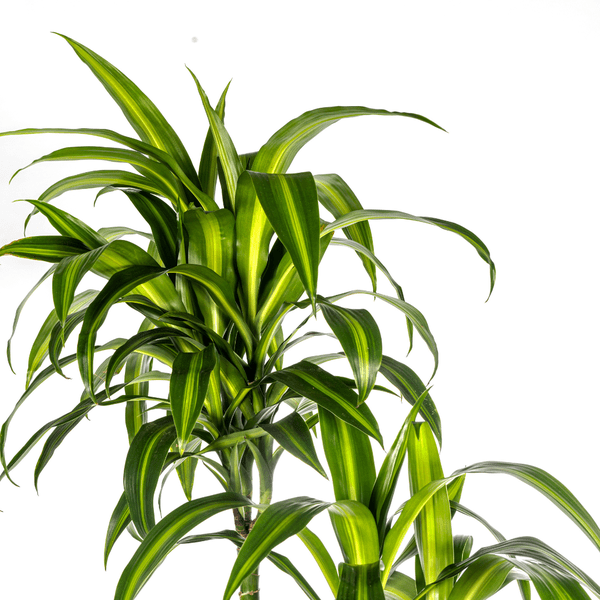 Image of Drachenbaum Dracaena Deremensis Hawaiian Sunshine – Zimmerpflanze – Ø27cm – Höhe 180cm – Tropischer Look & pflegeleicht