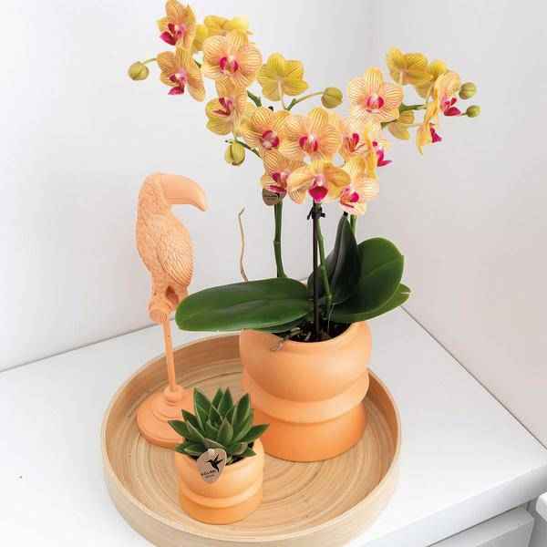 Image of Dekorative Bambusschale – Rund – Ø30cm – Natürliches Tablett für Pflanzen, Töpfe & Wohnaccessoires – Schlicht & vielseitig kombinierbar-4