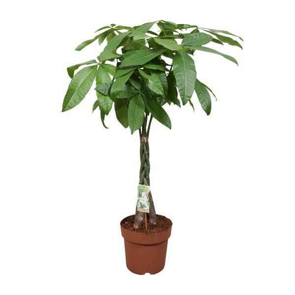 Image of Glückskastanie Pachira Aquatica Zimmerpflanze Ø24cm ↕120cm – pflegeleichte Grünpflanze für Wohnzimmer, Büro & helle Standorte kaufen-0