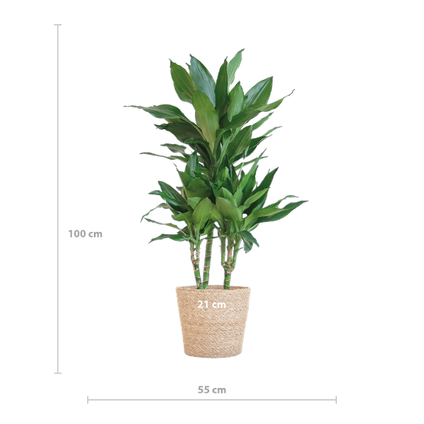 Image of Dracaena Janet Lind 95cm – Drachenbaum Zimmerpflanze Ø21cm – pflegeleichte grüne Pflanze mit luftreinigend – inkl. handgeflochtenem Seegras-1