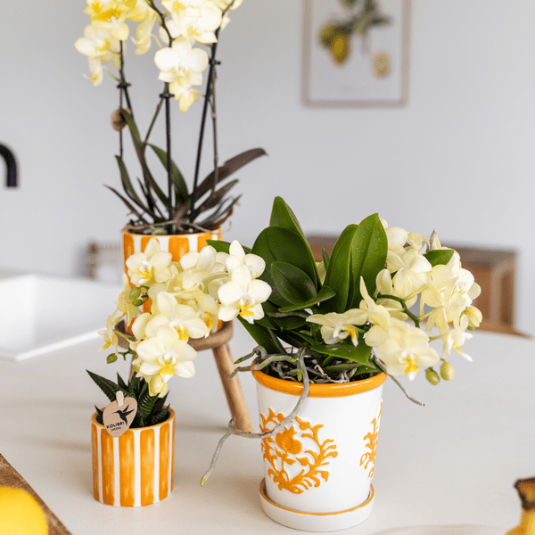 Image of Malaga Blumentopf Orange Ø9cm – Keramiktopf in sommerlichem Design – Pflanzentopf für Zimmerpflanzen & Kräuter-2