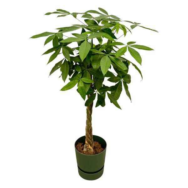 Image of Pachira Aquatica – Glückskastanie – Geldbaum – Zimmerpflanze ca. 160cm – Ø30cm – inkl. Pflanzgefäß Greenville Grün