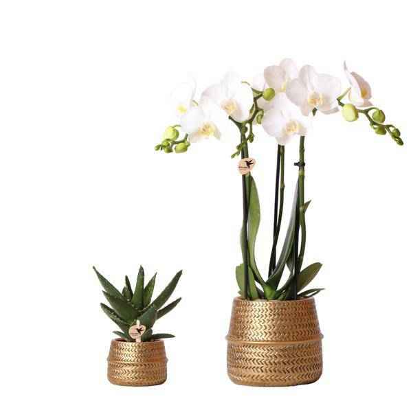 Image of Pflanzenset Groove gold – Weiße Phalaenopsis Amabilis Ø9cm & Aloe Brevifolia Ø6cm – goldene Keramik – Ziertöpfe – Elegantes Orchideen – Set-0