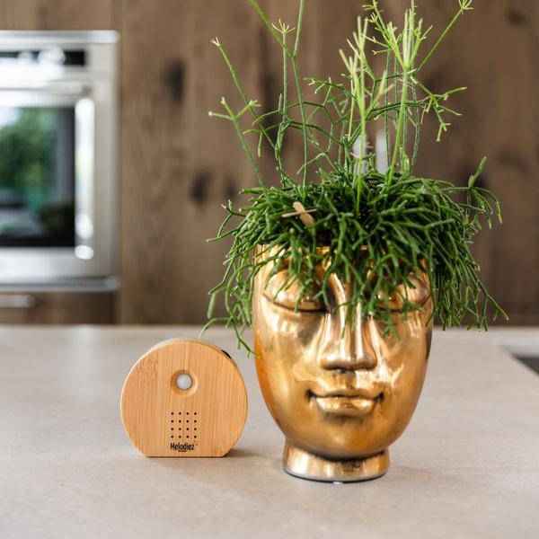 Image of Melodiez Spieluhr Holz – Melody Nature Box mit Bewegungsmelder – Naturklänge wie Vogelgezwitscher, Meeresrauschen & Dschungel-4