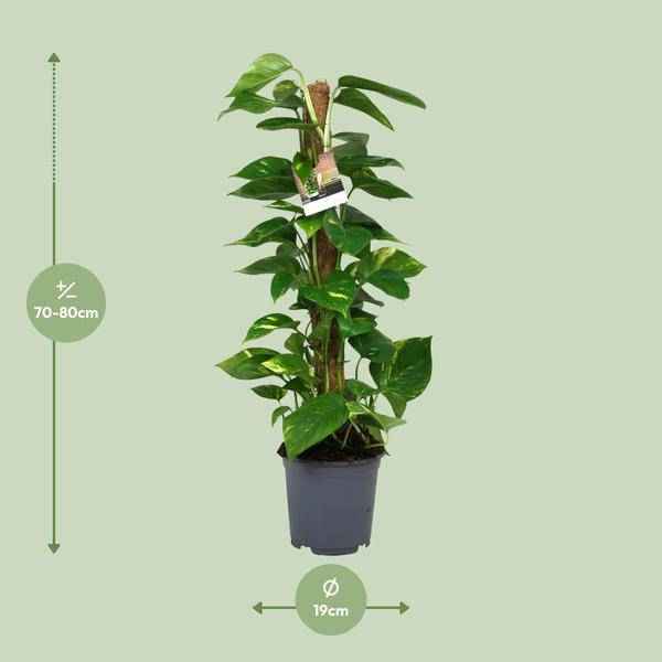 Image of Efeutute Scindapsus Epipremnum – Ø19cm – ↕80cm – Pflegeleichte Rankpflanze & luftreinigende Zimmerpflanze-1